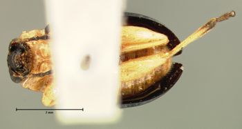 Media type: image;   Entomology 18764 Aspect: habitus ventral view
